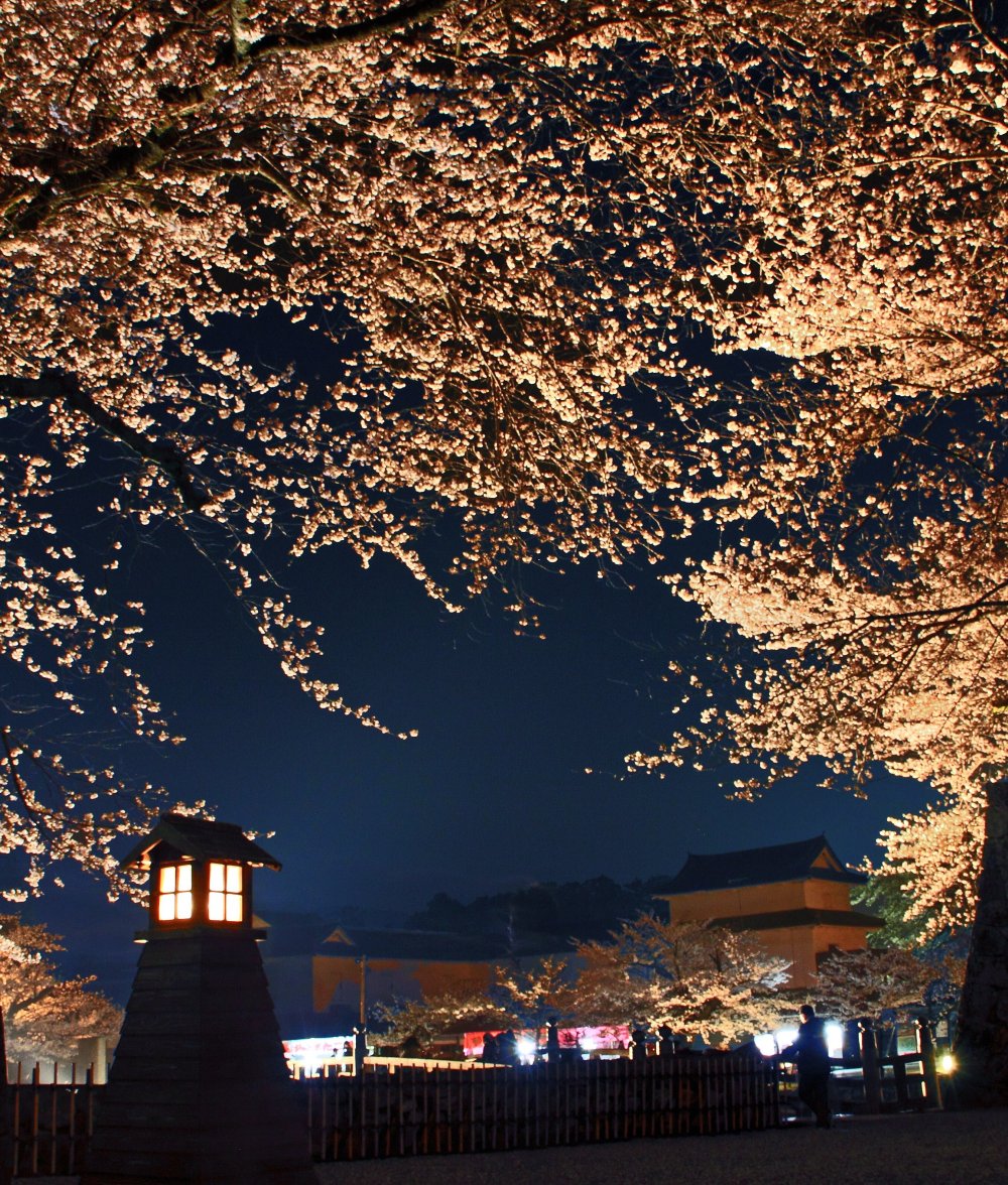 彦根城 桜のライトアップ 彦根観光ガイド 公益社団法人 彦根観光協会