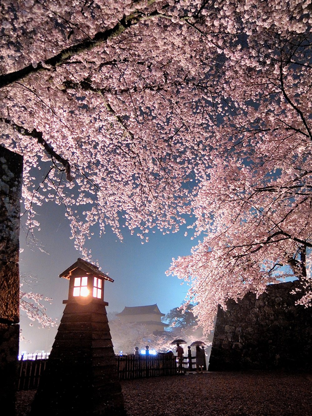 彦根城 桜のライトアップ 彦根観光ガイド 公益社団法人 彦根観光協会